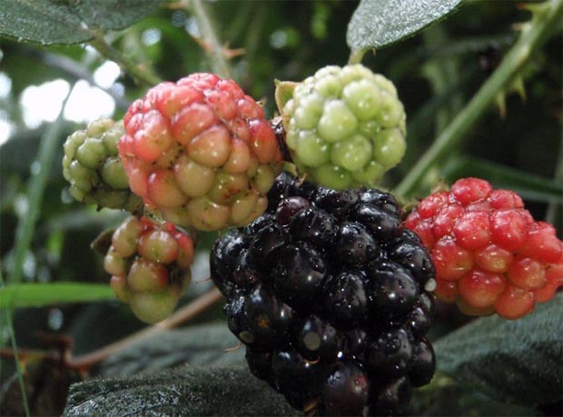 Ripening blackberries