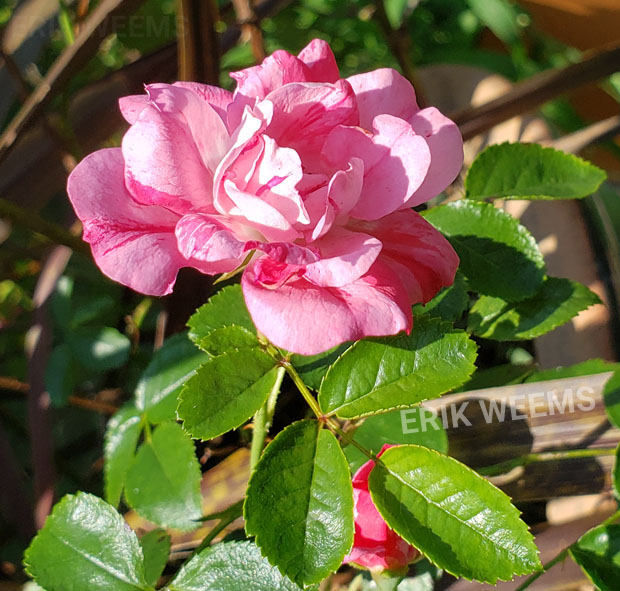 Peppermint Rose