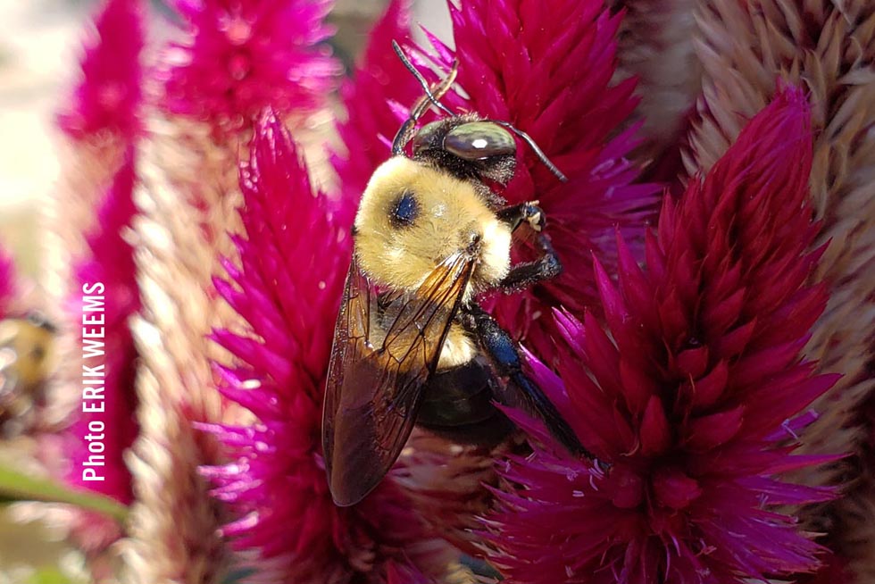 Bee in Chesterfield