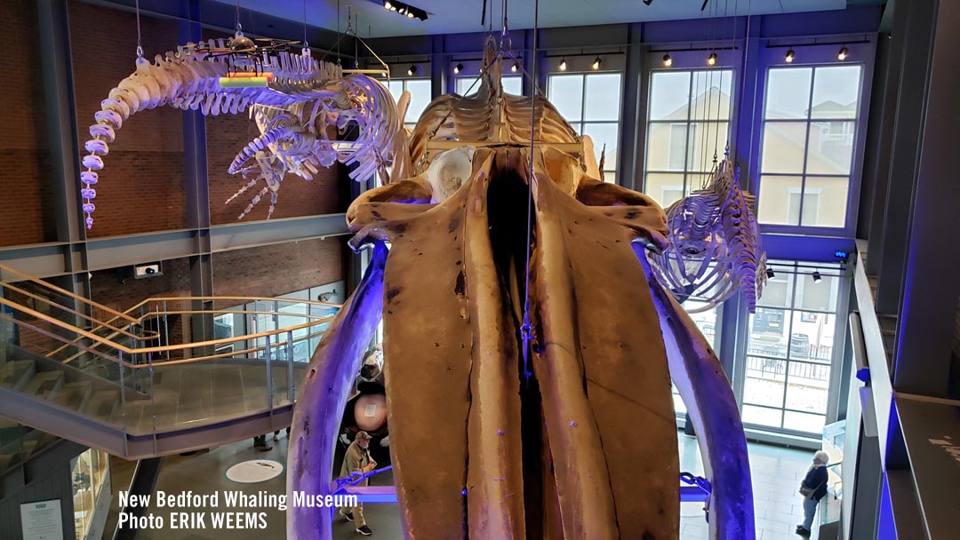 Whale Skull and Skeleton at the New Bedford Whaling Musum Whale Skull and Skeleton at the New Bedford Whaling Musum