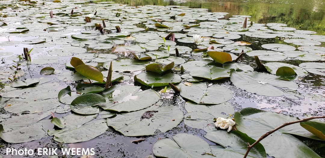 Chantilly Water Lillies at Walney Pond Virginia Chantilly Water Lillies at Walney Pond Virginia