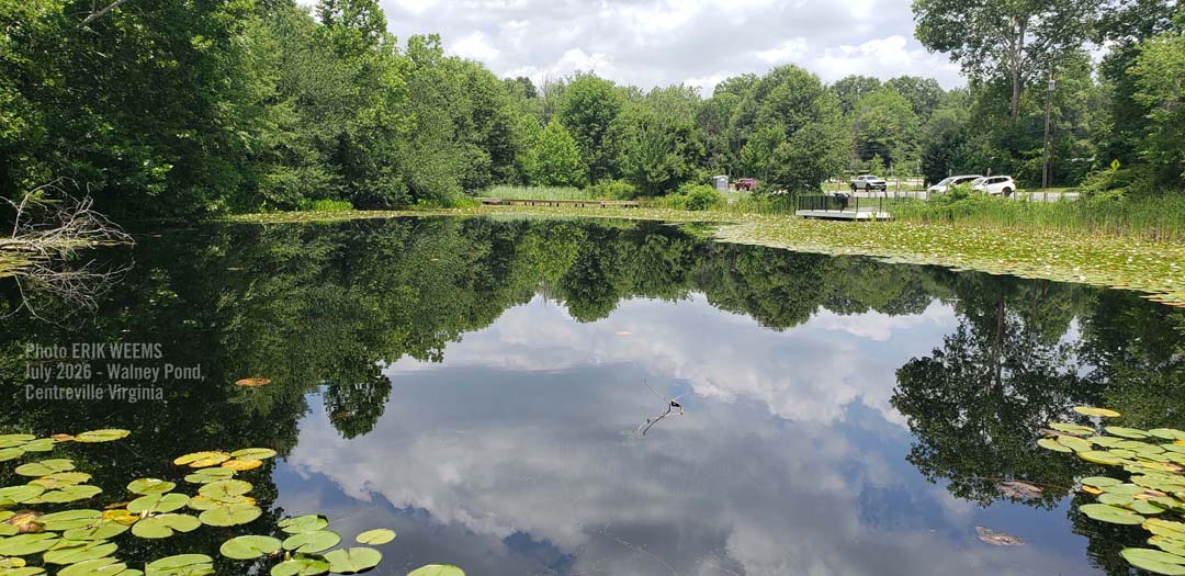 Walney Pond Chantilly and Centreville Virginia - summer skies and reflection